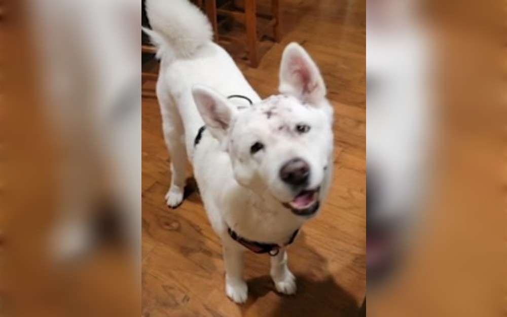 The dog named Sasha of a Glendora family is recovering on May 20 after surviving an attack by a mountain lion near their home. 