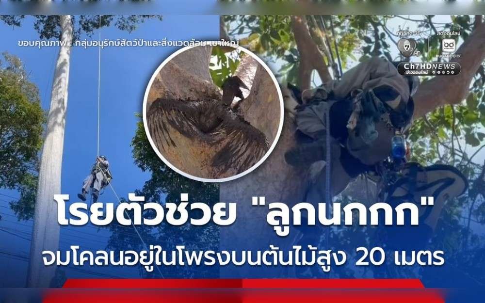 In Thailand, the Khao Yai Wildlife and Environment Conservation Group saved the baby Great Hornbill that was trapped in mud within a tree hollow that was 20 meters high.