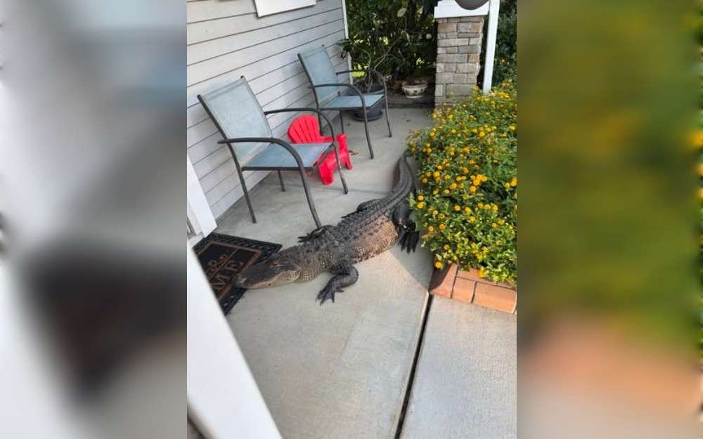 An alligator appeared at a South Carolina resident's front door on Jun 17. A resident of Moncks Corner reported that a big alligator was blocking their home's front entrance.
