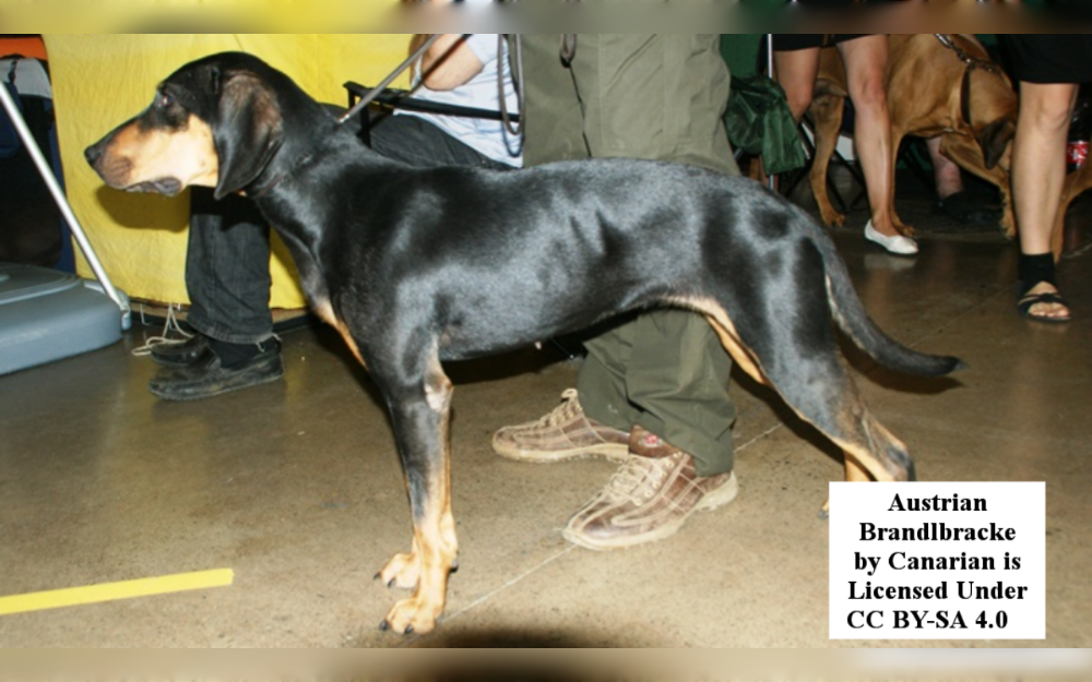 The medium-sized Austrian Black and Tan Hound breed developed in Austria and has a distinctive build, drooping ears, and brown eyes.