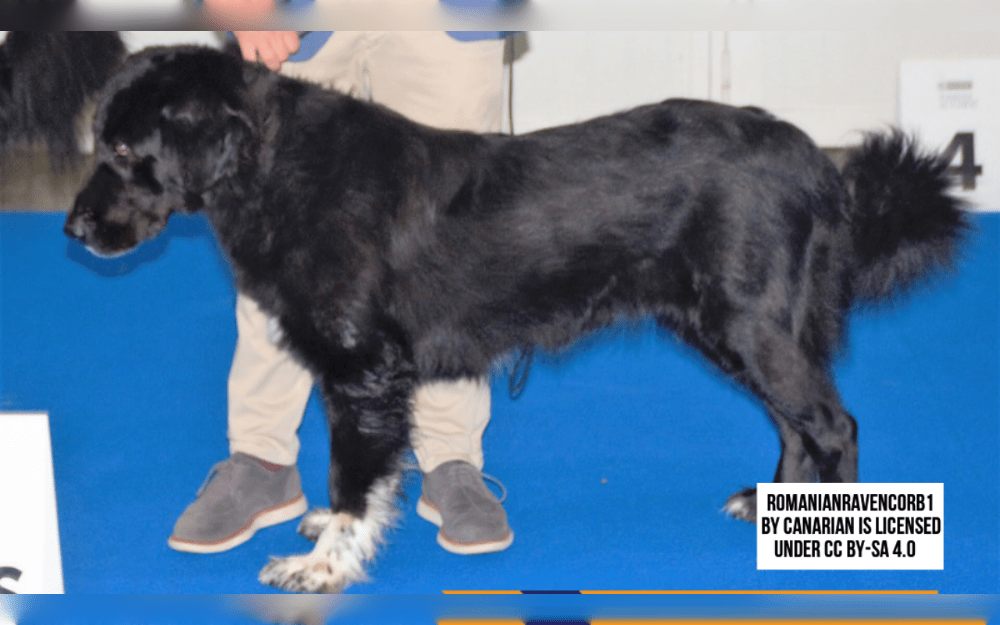 Romania's Carpathian Mountains are home to the Romanian Raven Shepherd Dog, a breed used to protect livestock.