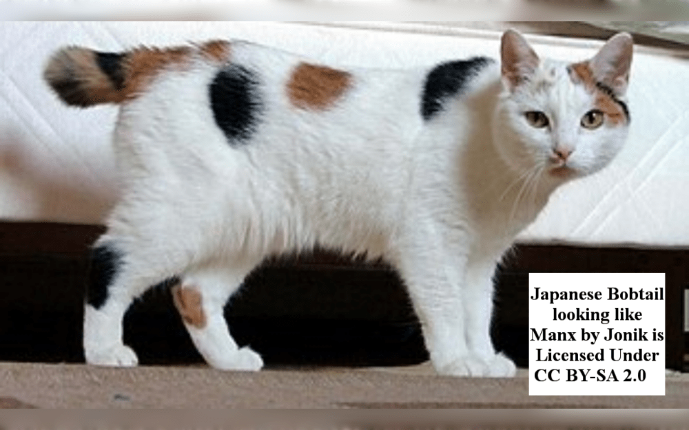 The Japanese Bobtail is a medium-sized cat that comes in both shorthair and longhair breeds.Their coat colors are white, black, chocolate, cream, crimson, lilac, and blue; their coat patterns are solid, bicolor, tricolor, and tabby.