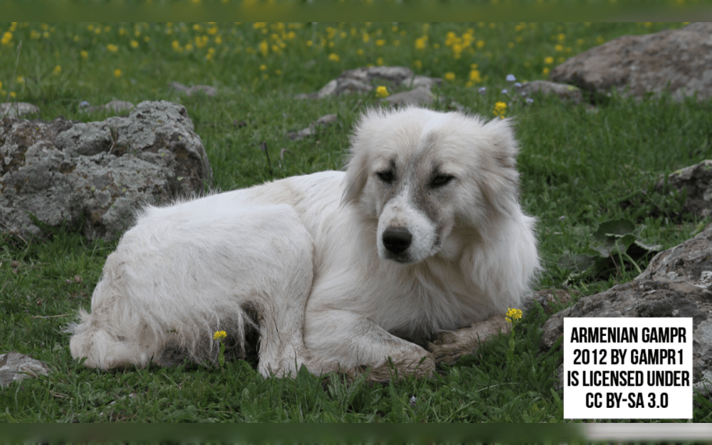 The ancient guardian breed known as the Armenian Gampr are the natives of the Armenian Highlands.They are protected from harsh weather by their thick double coats.