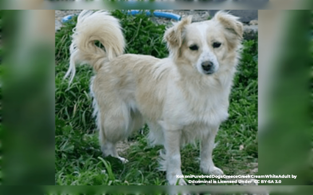 Greece is where the small dog breed known as Kokoni originated, however, some people believe the breed originated in Malta.