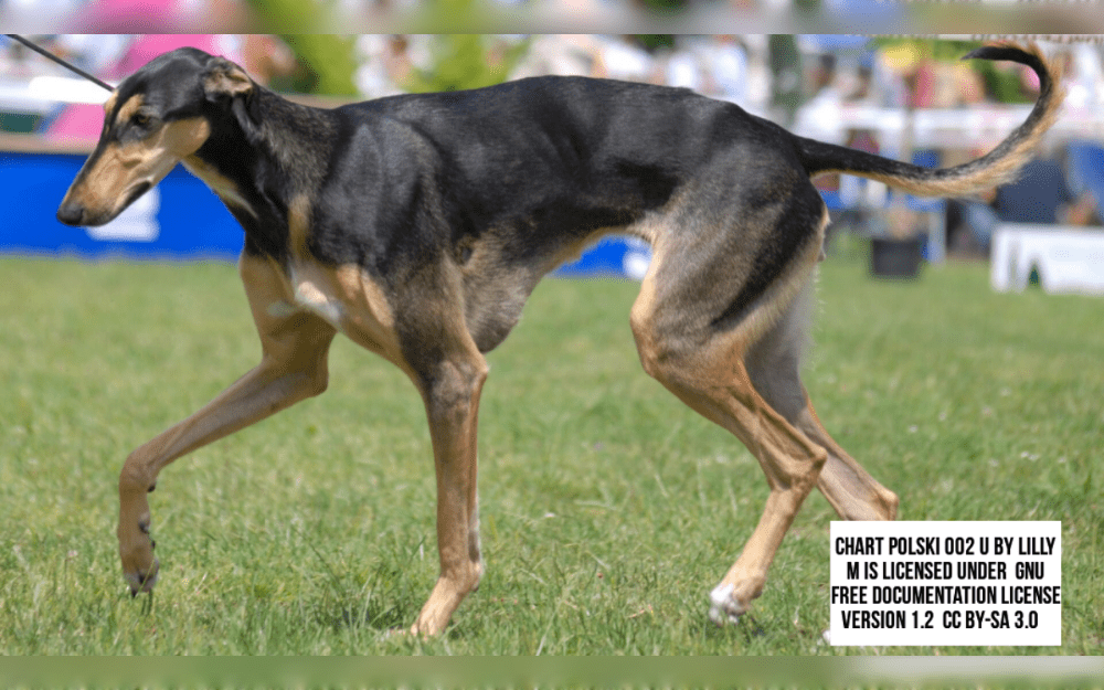 The Polish Greyhound or Chart Polski is a large, robust dog.Their coats are silky, dense, and short. Coat colors include black, fawn, and brindle in different tones. Their long legs, slender waist, and deep chest make them ideal for running.