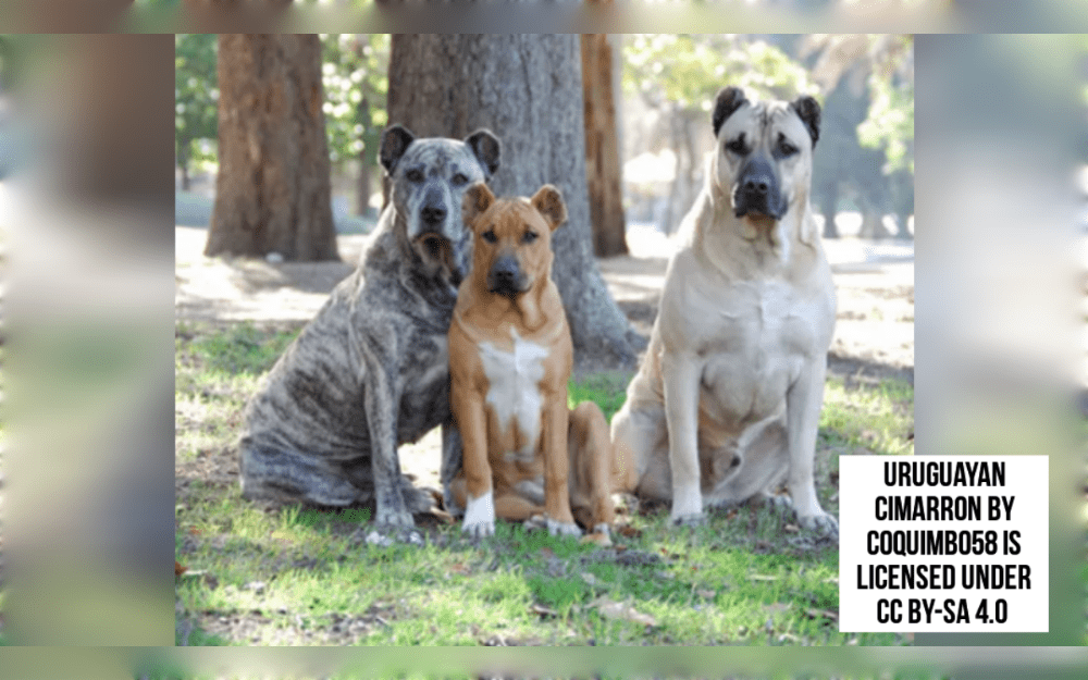 Cimarron Uruguayo is said to be descended from dogs that the Portuguese and Spanish invaders brought to Uruguay.These medium-sized dogs are muscular, compact, agile, and have strong bones.