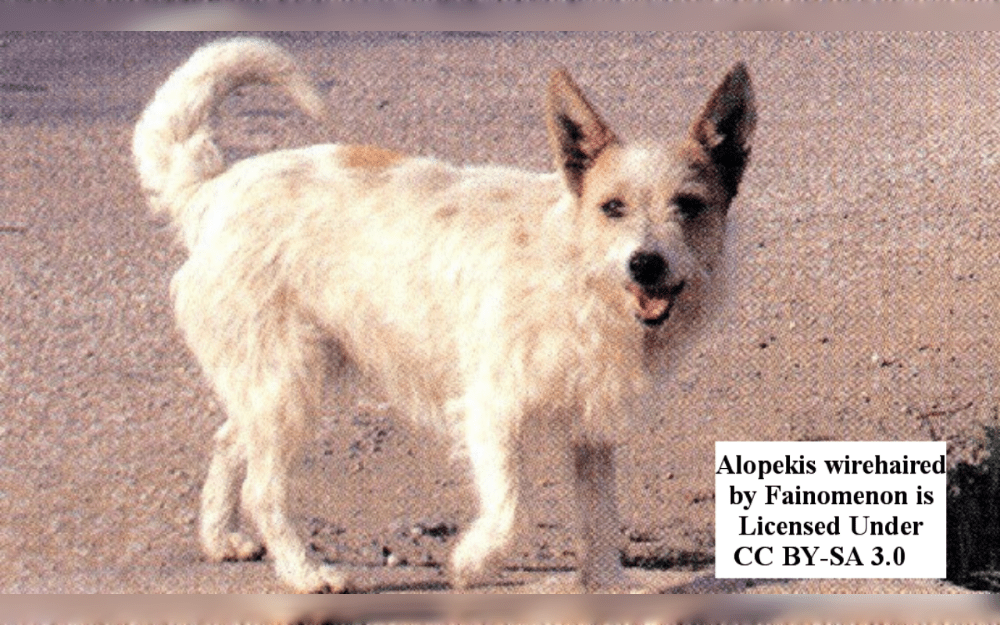 Alopekis are a small, fox-like dog breed that originated in Greece. They have a relatively short, smooth coat, a sickle-tail and wedge-shaped head, pricked ears, and a body that is longer than the dog's height at withers.