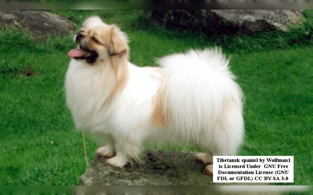 Tibetan spaniels are in the Toy category and are small Asian breeds.double-coated.These dogs were originally breed in Tibetan monasteries by Tibetan monks as companion and alert dogs. 