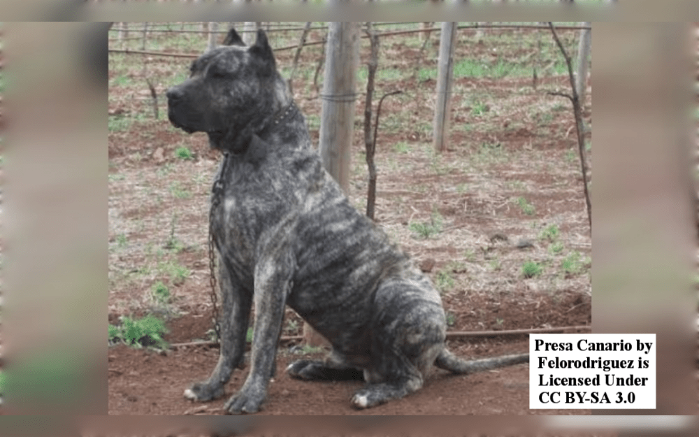 Originating in the Canary Islands, Perro de Presa Canario, known as the Dogo Canario, is a robust and powerful breed.It has a very coarse, straight coat. The most common colors are brindle, fawn, and black, or mixtures of these.