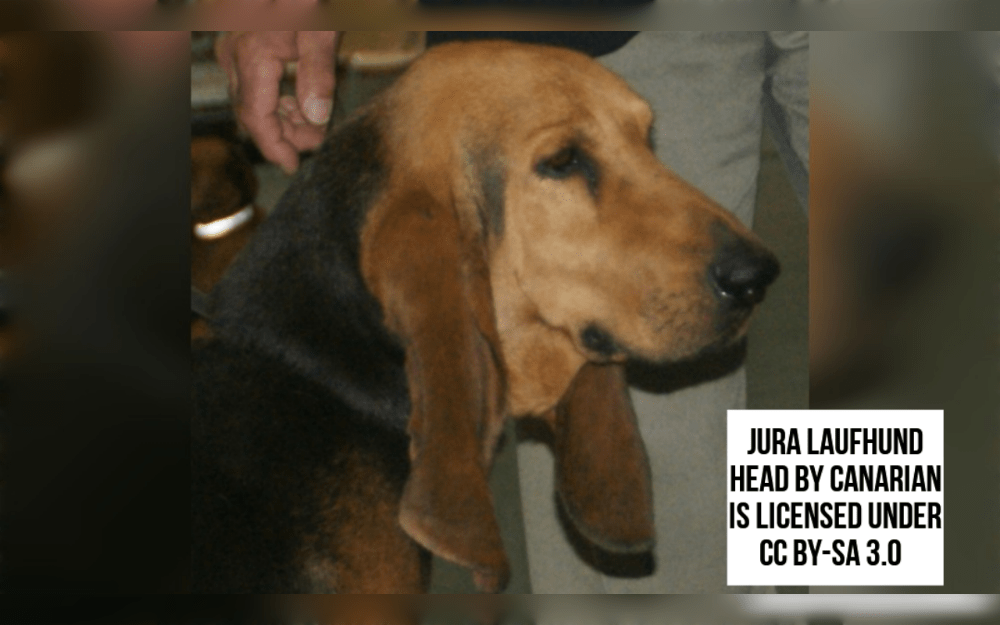 The French Jura mountain range is the origin of the Saint Hubert Jura Hound breed of scenthound.They are medium to large-sized dogs that are known for their extraordinary hunting abilities. 