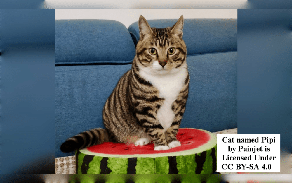 The Dragon Li cat is a rare purebred cat with Chinese ancestry.Their short, dense coat is a striking golden-brown color with a broken mackerel tabby pattern, and they have a strong, muscular build.