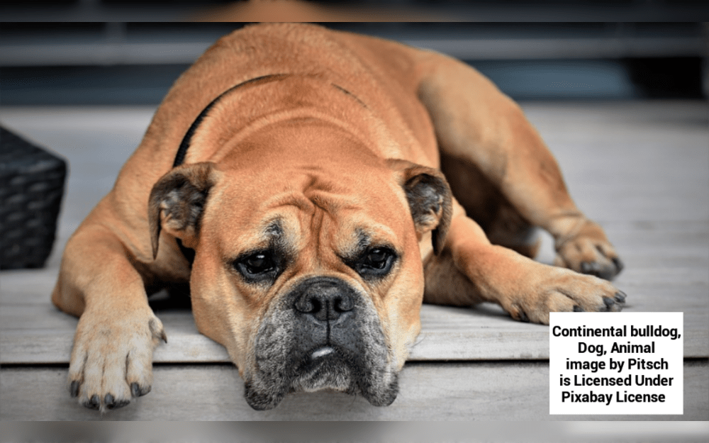 The Continental Bulldog is a brand-new breed developed in Switzerland by crossing the Leavitt Bulldog with the English Bulldog.