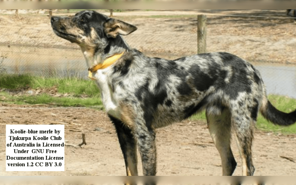 Australian Koolies are midium sized Australian herding dog breed.They have well-muscled bodies and are powerful, nimble dogs.
