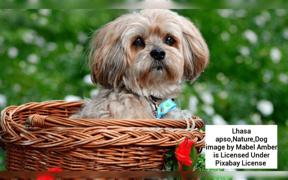 The Lhasa Apso a small dog breed originated in Tibet.Their coats are thick, dense, long, and flowing.Black, black and tan, cream, golden, grizzle, red, red-gold, and white are among the colors.