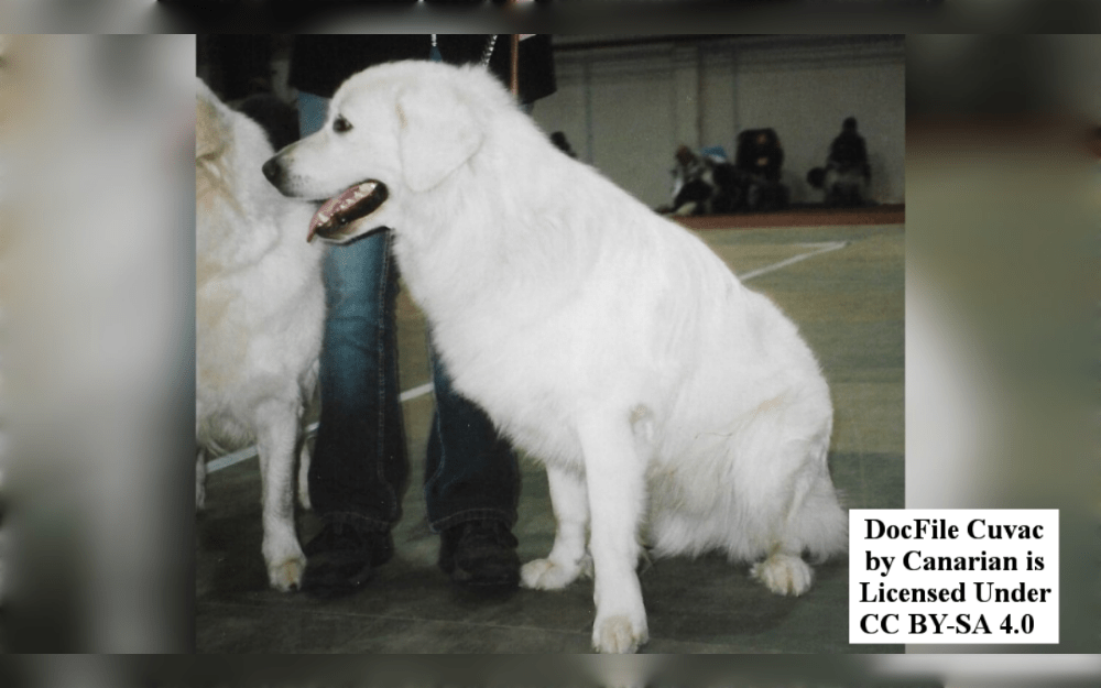 Slovak Chuvachs are powerful mountain dogs with a thick white coat and robust bones.They are vigilant, fearless, and alert, and they originated in the Slovakian Republic.