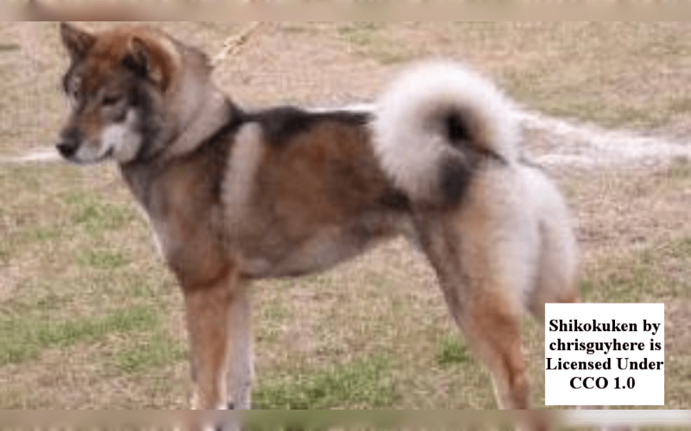 Shikoku Inu dogs are native to the mountainous regions of Japan's Shikoku Island.They are medium in stature, have short, upward-curling tails, pointy ears, and thick hair.