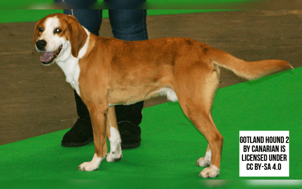 A rare dog breed originated in Sweden, the Gotlandsstövare or Gotland Hound was developed to hunt fox and hare.They have a thick and short coat.