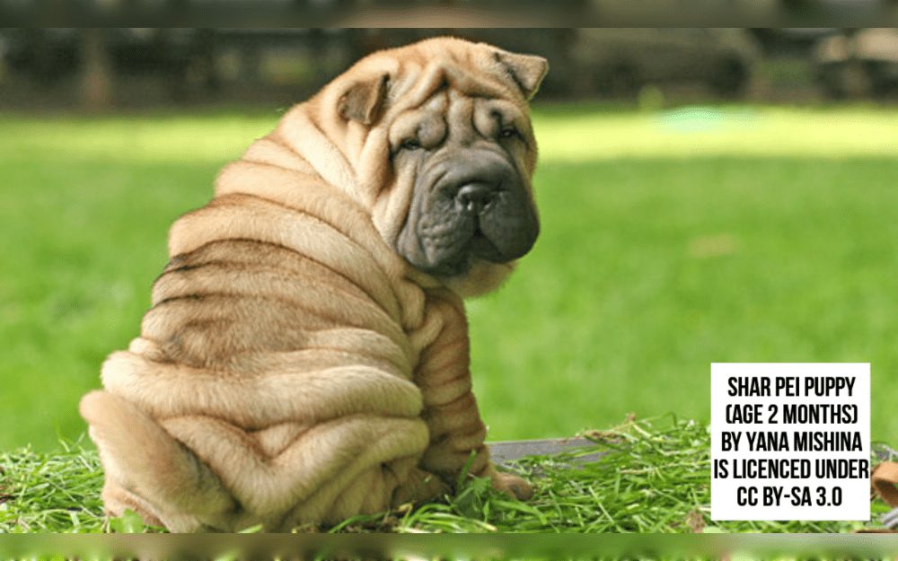 The medium-sized Shar-Pei dog has a broad muzzle, a bluish-black tongue, small eyes and ears, and skin folds on its neck, shoulders, and face.