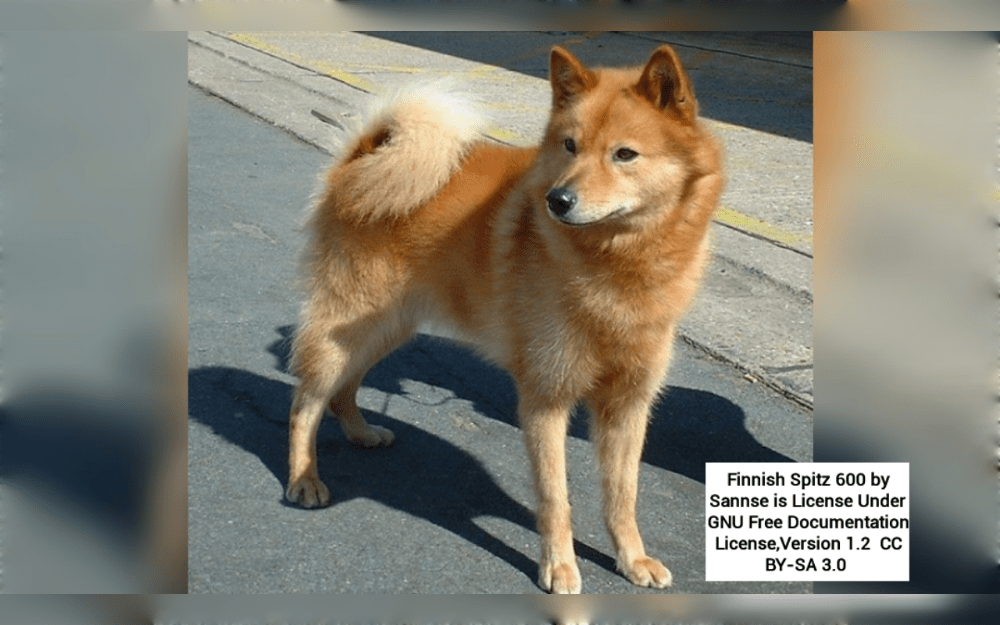 The Finnish spitz is a medium-sized dog breed that originated in Finland. They have a double coat, which might be solid red, gold, or red-gold in colors.