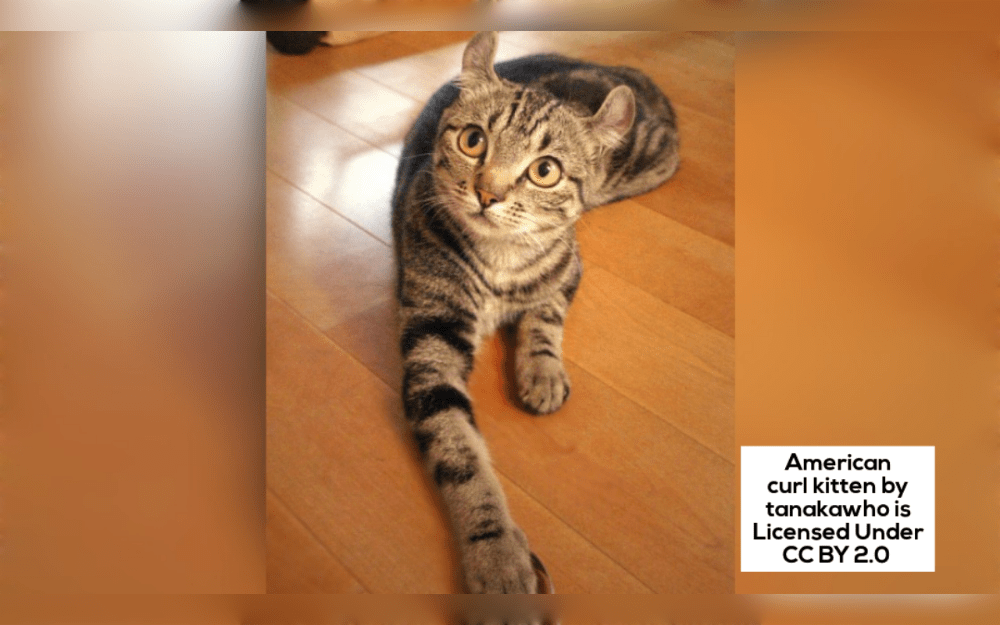 American Curls are medium-sized, friendly, easygoing, and affectionate cats.years.American curl cats stand out from other cat breeds because of their curled back ears.They are curious cats.