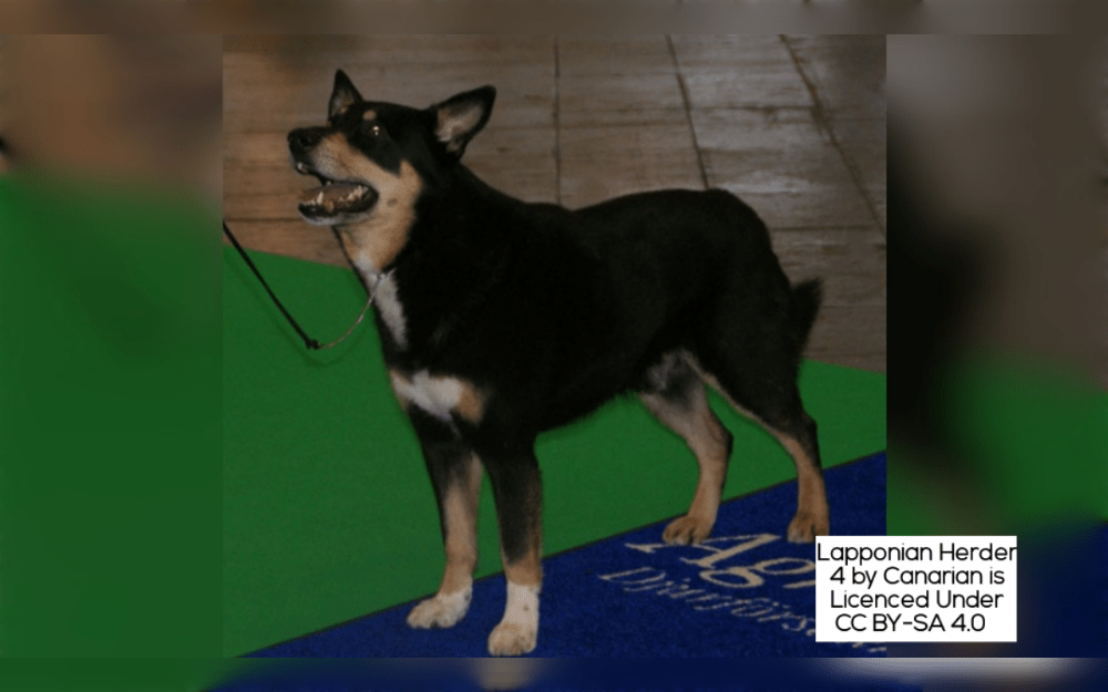 The medium-sized Lapponian Herder is an ancient herding breed from northern Finland.They have double coats, the outer one being rather long, straight, harsh, and upright. It has a dense, fine undercoat.