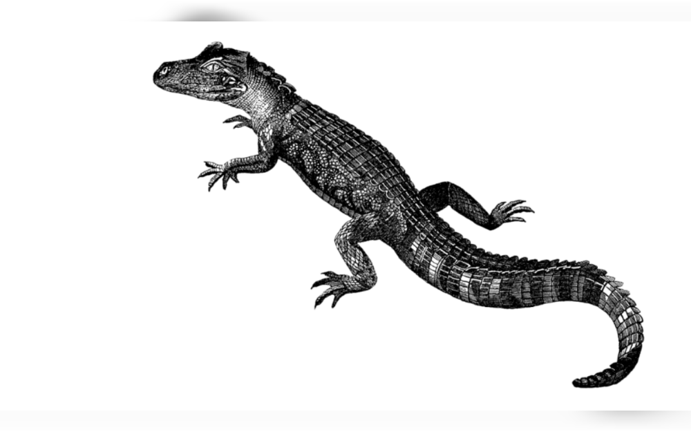 A 31-year-old woman's boyfriend was trying to get her from the alligator’s mouth before he contacted 911 to report the incident, Florida Fish and Wildlife Conservation Commission said.