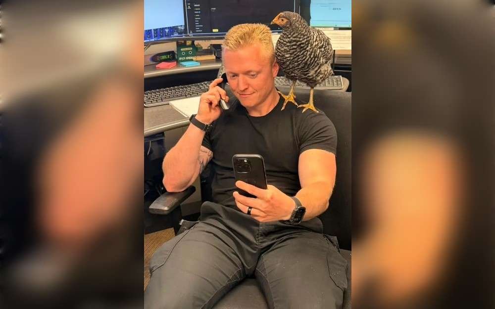 The Bethel Park police department in Pennsylvania said that they had been called to the Drake Road area on May 31 after a chicken was found wandering the center lane, obstructing traffic, and being "indecisive as to whether or not to cross the road." 