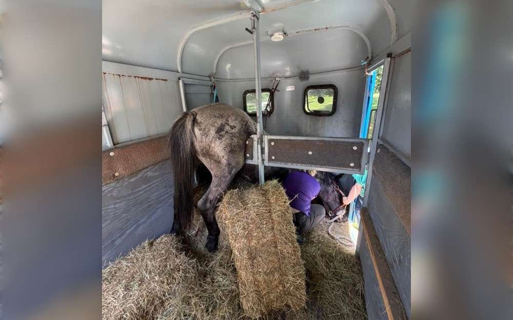 In Dutchess County, New York, a horse who became trapped inside a trailer is recovering. On June 8, the incident took place in Rhinebeck, near Buttonwood Farm. 