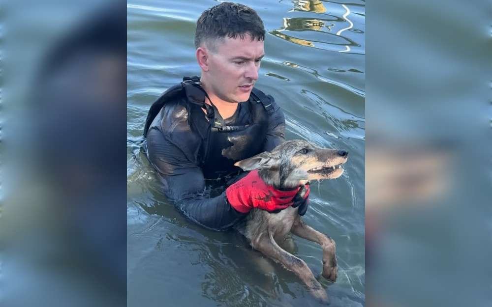 According to the fire department, a coyote pup that had fallen into a lake in Cape Coral, Florida, on Monday morning was saved with the help of two local residents.