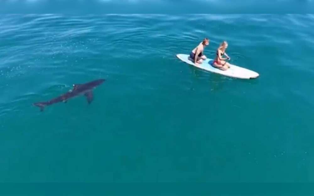 Off the coast of Santa Barbara, California,a great white shark was seen tracking two paddleboarders in drone footage.After hearing about a sighting, the woman's uncle sent up a drone to try and locate the shark and direct the paddleboarders. 