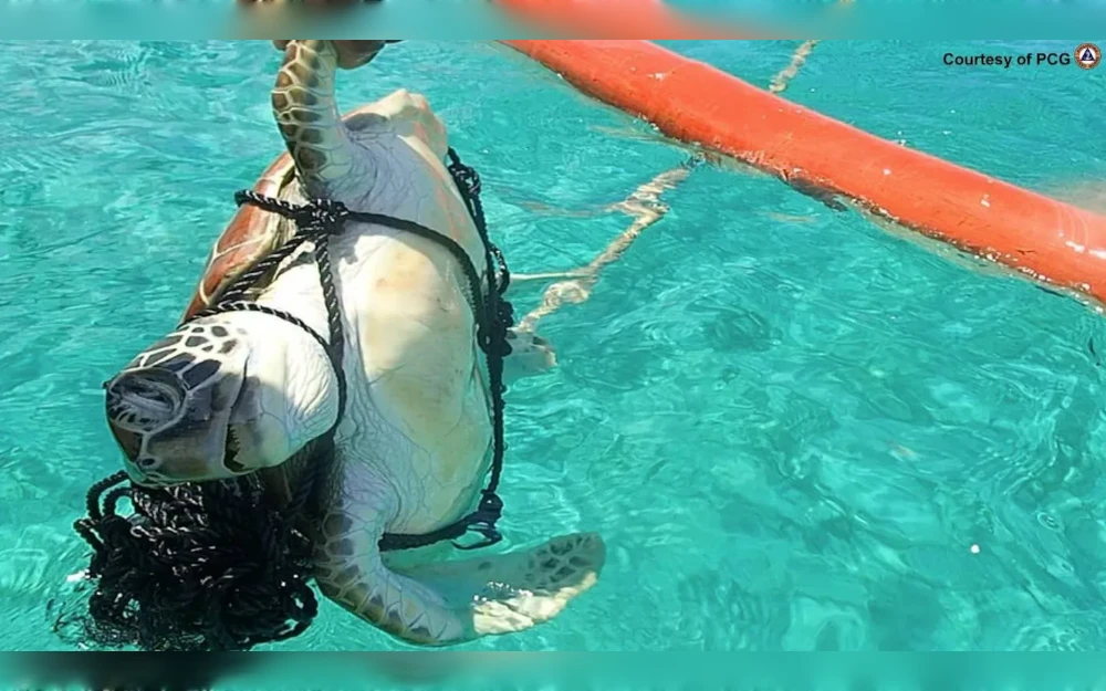 When Chinese researchers recently announced the discovery of a large gathering of endangered hawksbill sea turtles around Scarborough Shoal, they may have had ulterior motives – experts told Radio Free Asia that scientific studies serve a broader strategic purpose by reinforcing China’s presence and authority in contested areas of the South China Sea.