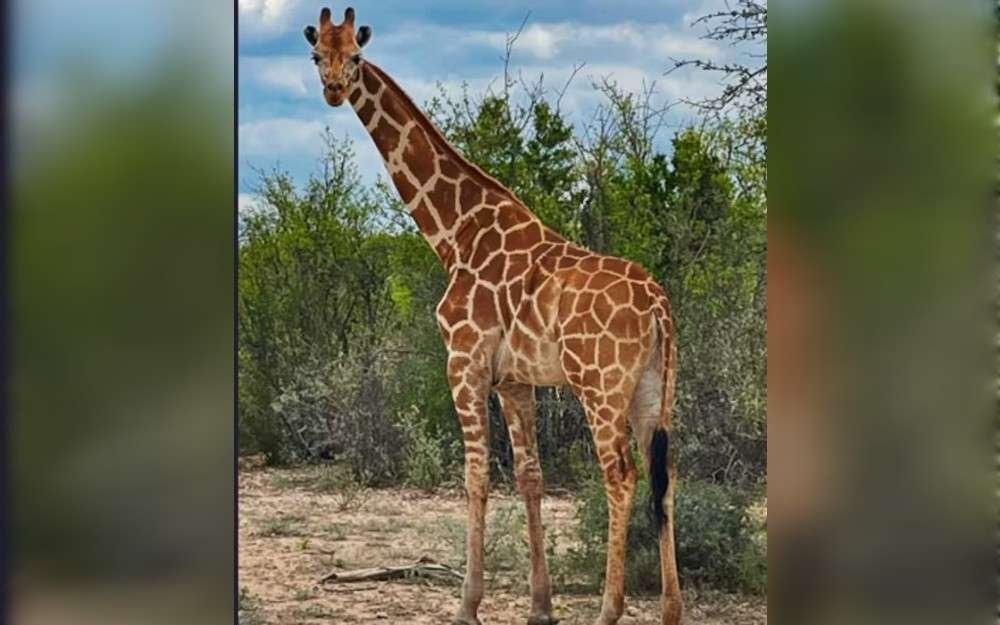Texas's Real County Sheriff's Office reported Gracie the Giraffe missing on June 22 afternoon. In a post, the sheriff's office said that Gracie had round ears and offered a $5,000 reward for any information that led to her capture and safe return.