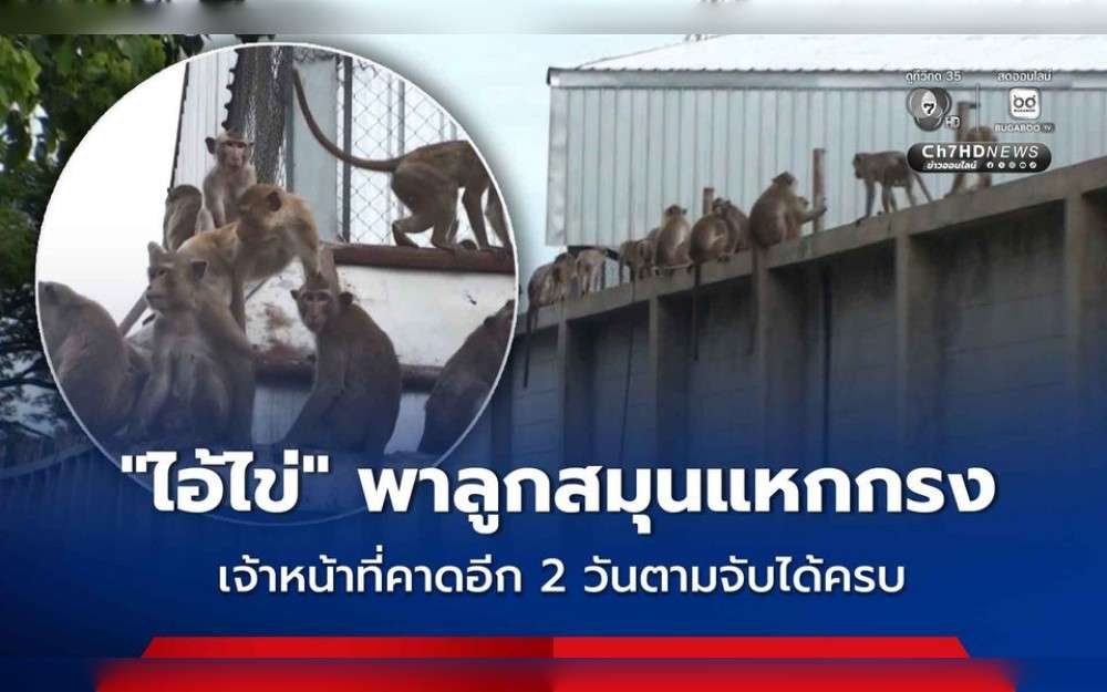 With more than 70 accomplices, a Lopburi long-tailed macaque broke free from its cage and began to run around looking for food. Some of the ringleader and other monkeys have been captured by the authorities, and they expect capturing the remaining ones in two days.