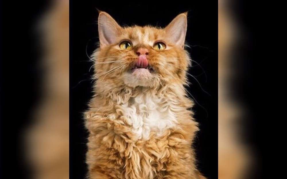 One of the newest medium-to large-sized cat breeds, the Tennessee Rex, or T-Rex cat, originated in Tennessee, USA.They can have any coat color or pattern, but their long, curly fur has a satin shine and is colored in red, ginger, and white.