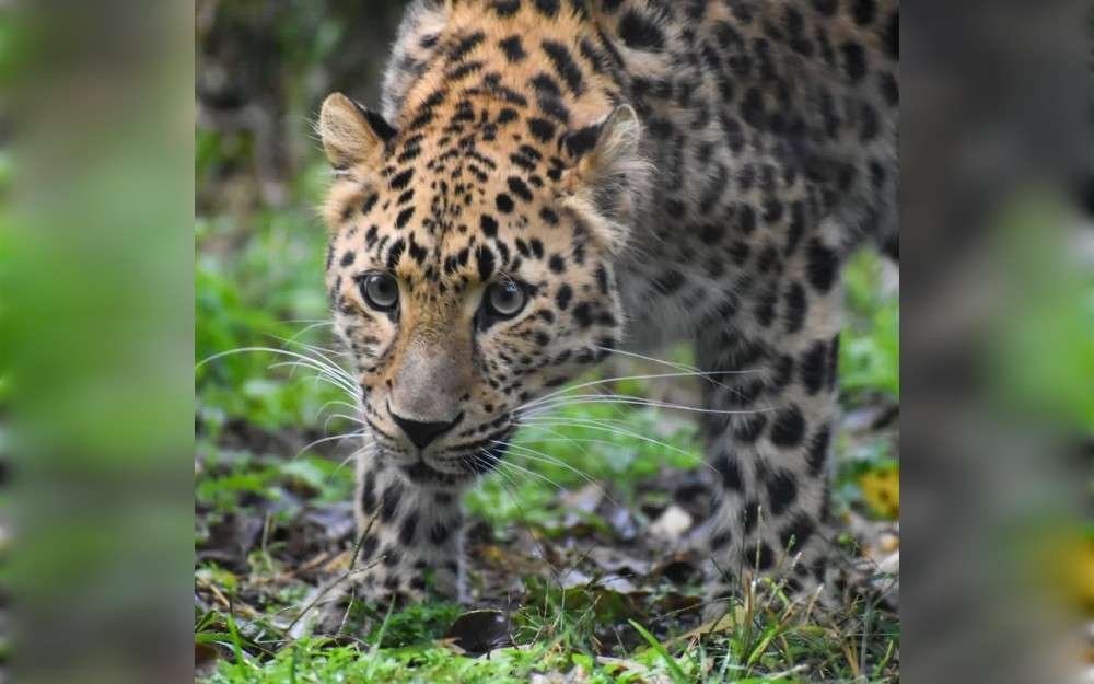 Cleveland Park and the Greenville Zoo, South Carolina, USA, were closed as zoo personnel and first responders trapped an endangered species that had escaped its exhibit, according to city officials.Irina, the four-year-old Amur leopard at the Greenville Zoo, escaped her enclosure earlier this morning and was on the loose for over half an hour, officials said. 