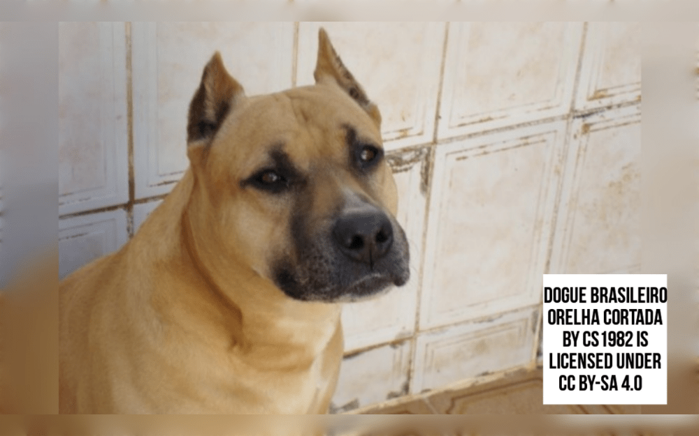 The Dogue Brasileiro is a mix between a Boxer and a Bull Terrier.They have a robust body, short legs, and muscular.The coat is rough, shiny, and dense.