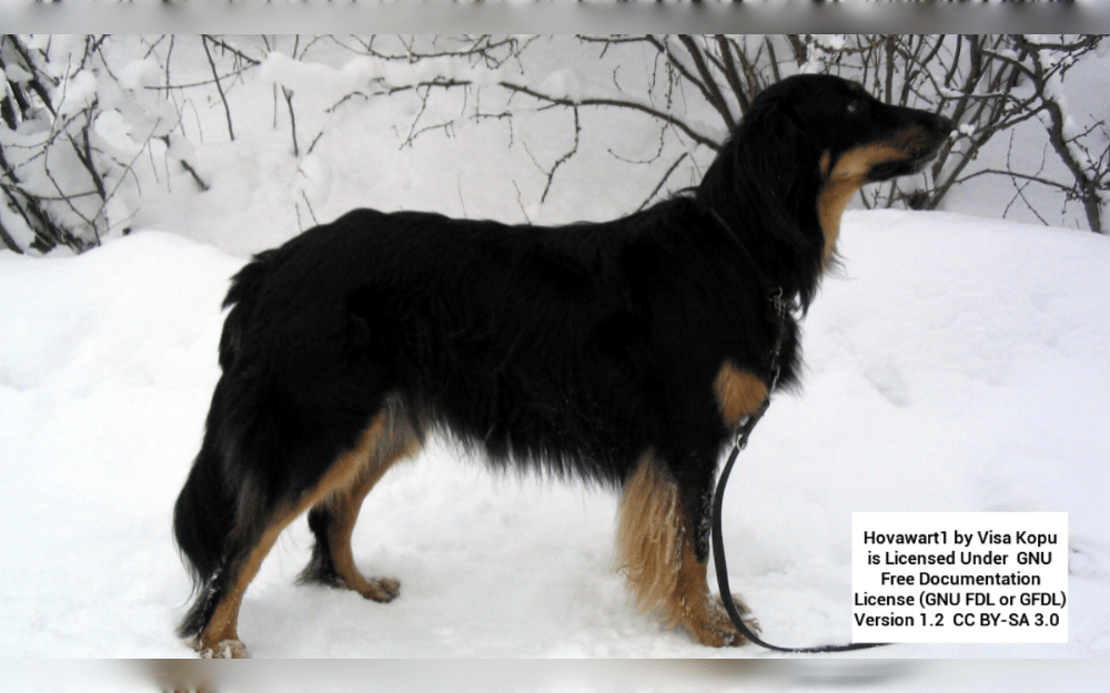 The Hovawart originated in Germany's Black Forest region and dates back to the Middle Ages.The dog breed is medium sized canines with long coat, The coat colors including blonde, black, or a combination of black and gold.