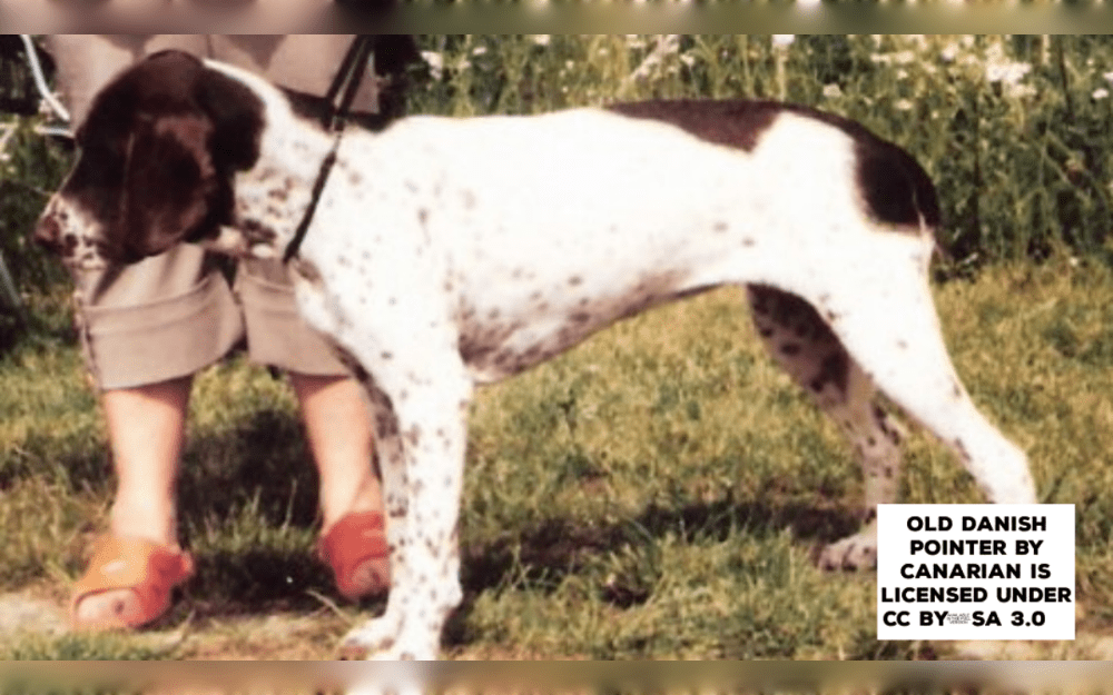 Originally used as a pointing dog in Denmark, the Old Danish Pointer (Gammel Dansk Hønsehund) is a medium-sized, robust dog.The coat is thick, dense and short.