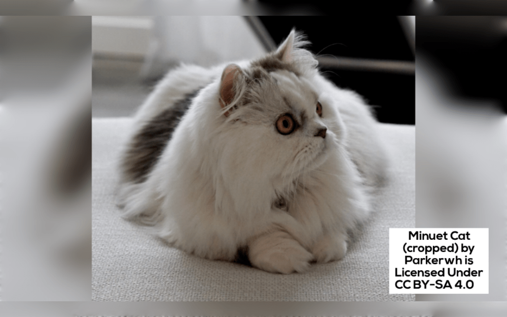 The Munchkin and Persian cats are combined to create a unique Minuet or Nepolean cat breed.They have either short or long legs and are medium in size.They have a short, compact body and a round, broad head with large eyes.