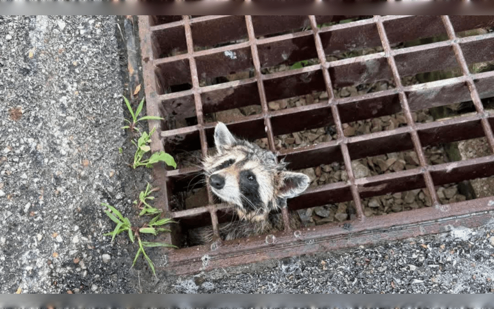 On July 6, 2026, a trapped raccoon on Matty Drive was rescued by the Pennsylvania's Rostraver Township police department, Rostraver Fire Department firefighters, and public works officials.