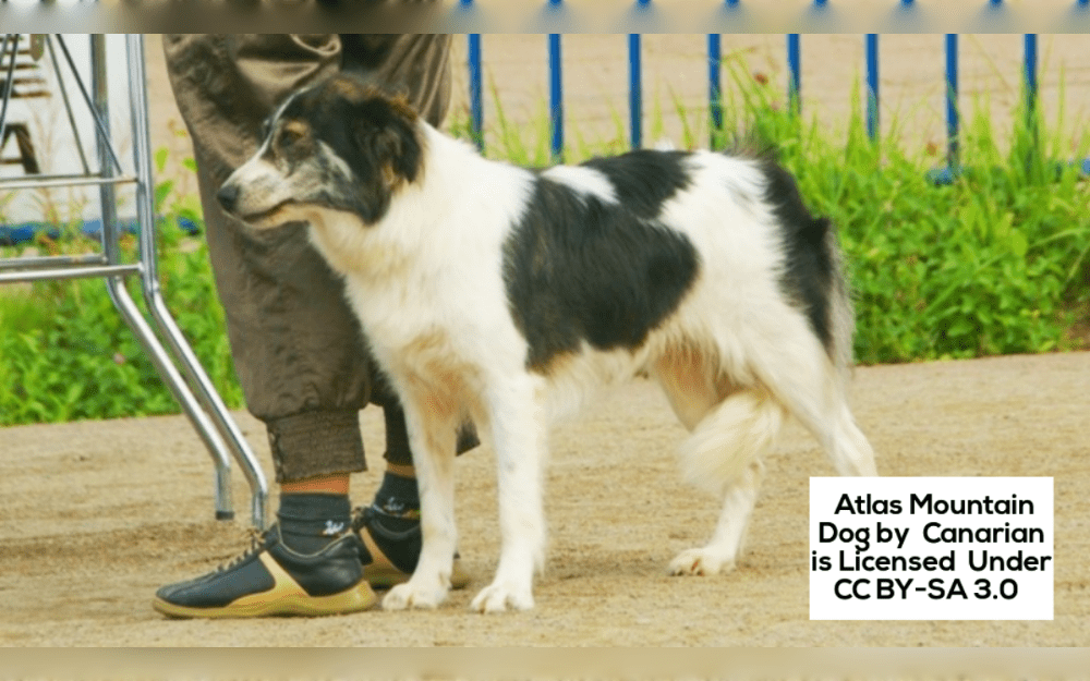 Native to North Africa's Atlas Mountains, the medium to large-sized Aidi dog breed is used as a livestock guardian, safeguarding herds of sheep and goats. They have double coats. Coats come in a wide range of hues, including brindle, fawn, black, and white, and they frequently include distinctive markings.