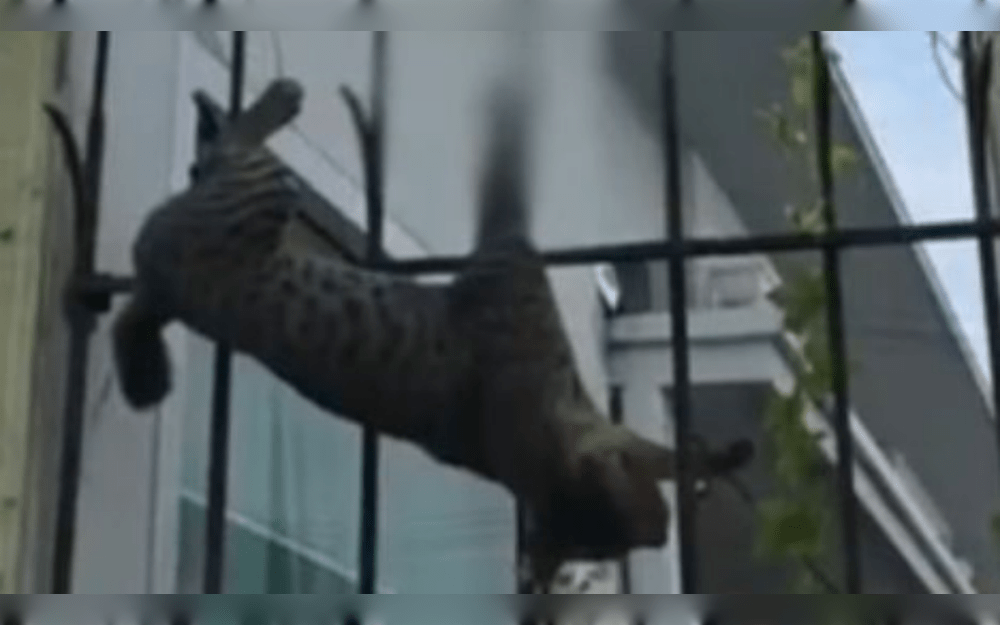 After failing to scale a fence, a tabby cat sustained injuries when sharp spikes punctured its leg. It was unable to move and screamed in pain. The tabby cat was saved by local residents and disaster relief workers.