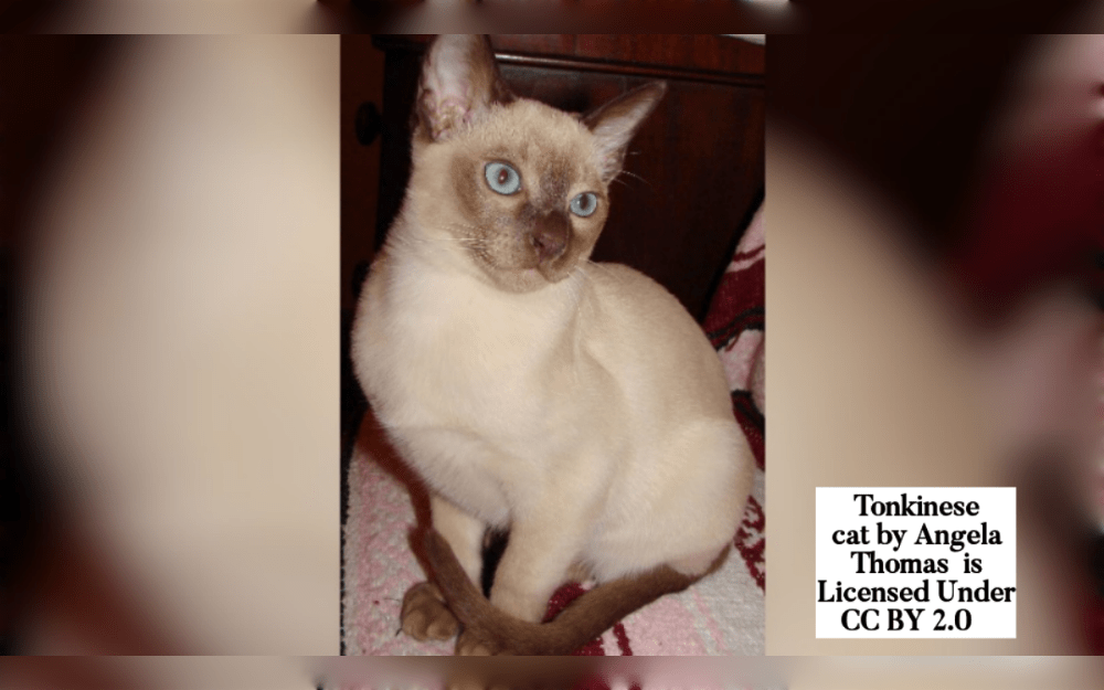 Tonkinese cats are mix of Burmese and Siamese cats.Their coats are short, soft,, and smooth, with colors like platinum, blue, and champagne.They weigh 2 to 5 kg (6 to 12 pounds), are 8 to 10 inches ( 20 to 25 cm) tall, and often live 14 to 16 years.