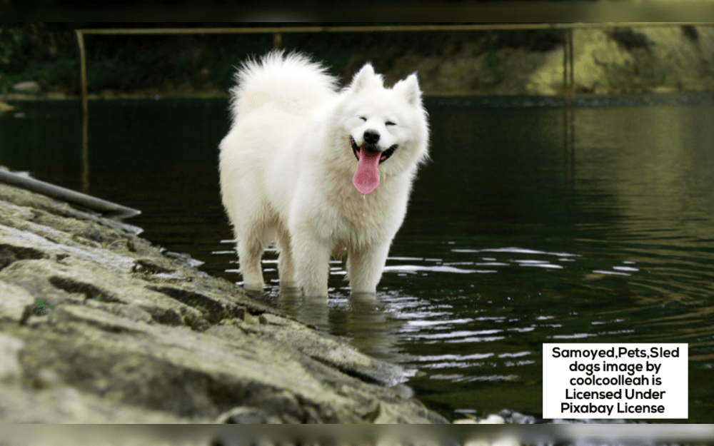 The Samoyed is a working dog breed that originated in Siberia.The Samoyed has dark almond-shaped eyes, upright ears, and a robust build. A double coat consisting of a lengthy, tough, weather-resistant outercoat and a short, soft, dense, thick, woolly underneath. Coat colors including white, cream, grayish yellow or white and biscuit. 