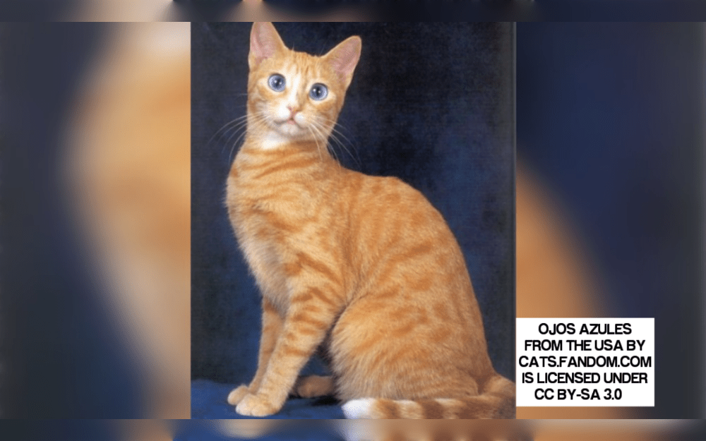 The Ojos Azules, which means to "blue eyes" in Spanish, is a distinctive and stunning cat breed known by its intense blue eyes.