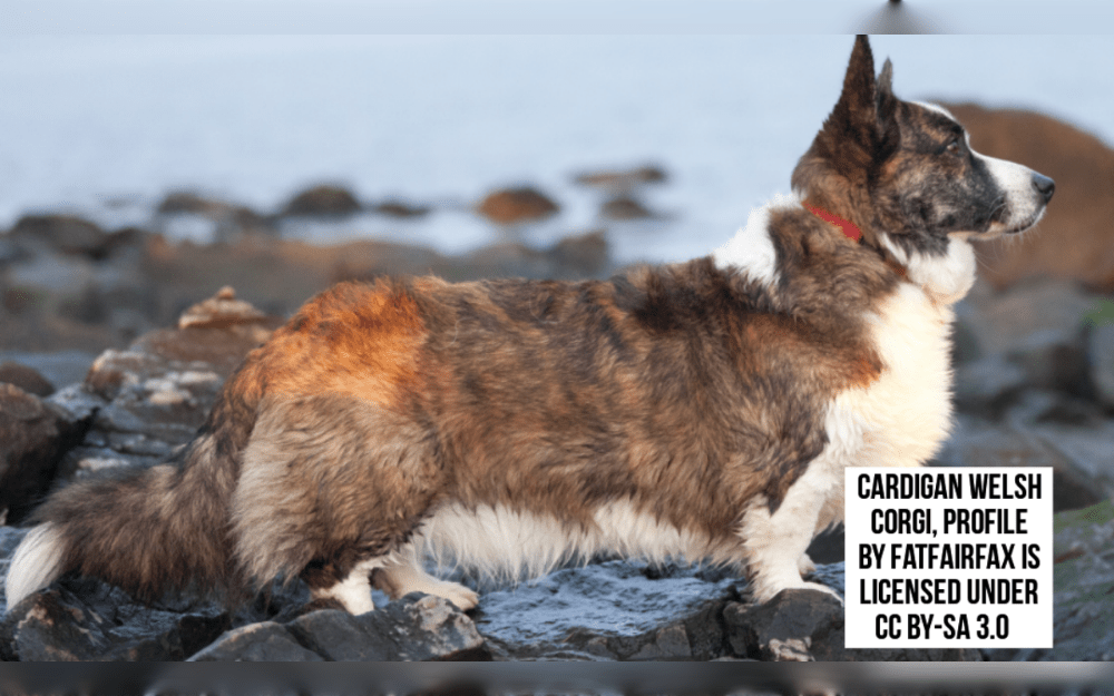 One of the oldest dog breeds is the Cardigan Welsh Corgi, which originated in Wales.The breed has a double coat that protects it from the weather.