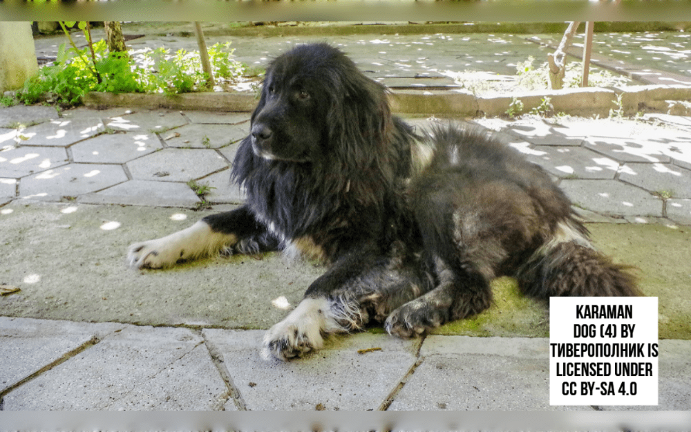 An indigenous dog breed from Macedonia is the Macedonian Shepherd Dog - Karaman.The breed originated from indigenous mountain shepherd dogs that were used to protect herds in the Macedonian mountains for centuries.
