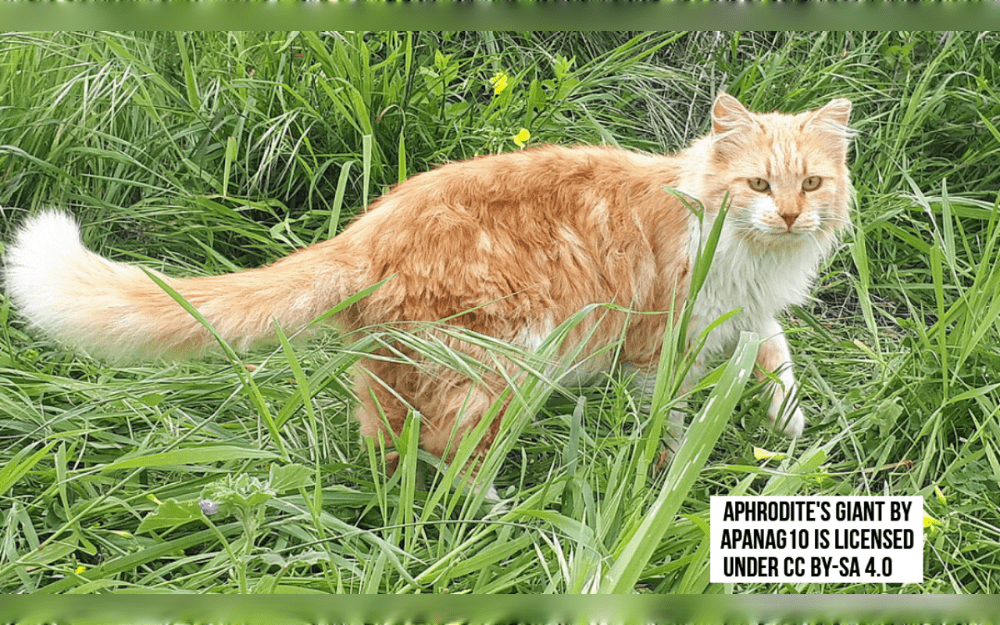 The large, muscular-looking Aphrodite Giant cat has its origins in Cyprus.They are soft, thick, and either short or semi-long. Chocolate, mink, and lilac are among the colors.They are between 9 to 13 inch (25 and 35 cm) tall, weigh between 4 and 8 kg ( 8 to 17 pound) and their average lifespan 12 to 15 years.