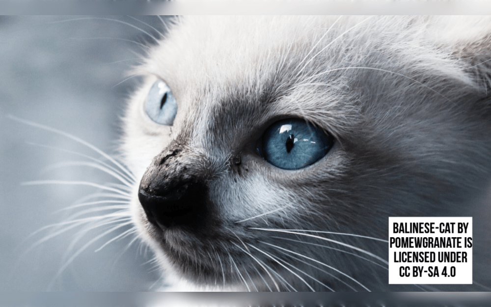 The medium-sized Balinese cat breed has a silky coat with semi-long hair and a fine-boned build.They have a creamy white body and a variety of color spots on their legs, tails, ears, and face.