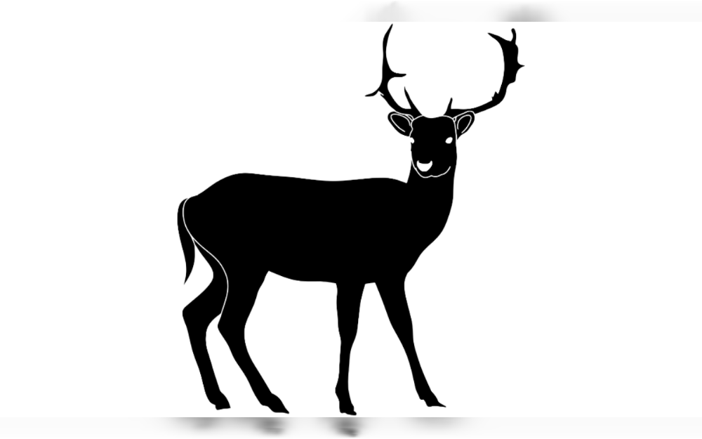 Just before nine in the morning on June 20, two deer crashed through the front windows of different local businesses in Peachtree City, Georgia, United States, causing chaos.
